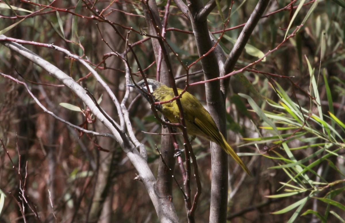 White-eared Honeyeater - ML88312991