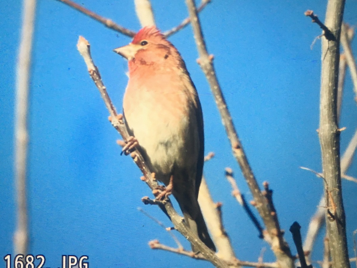 Cassin's Finch - ML88314231