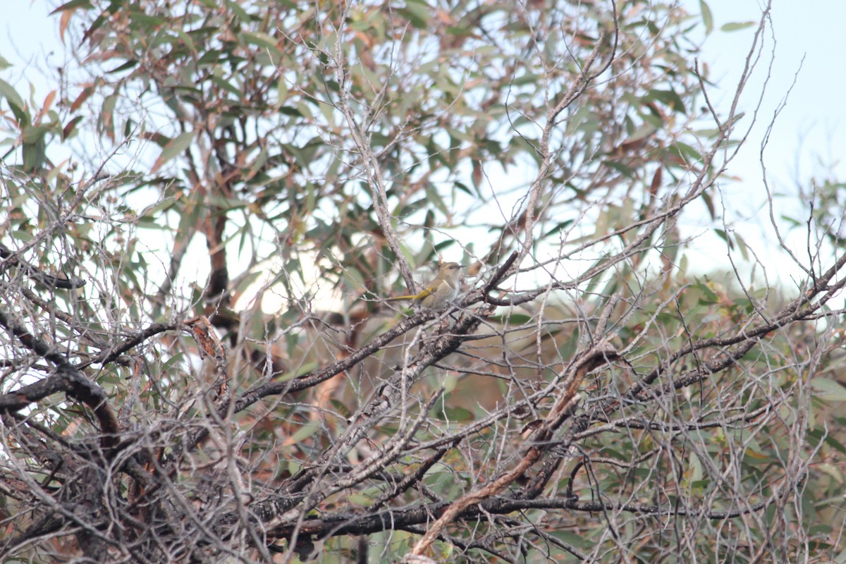 Crescent Honeyeater - ML88314731