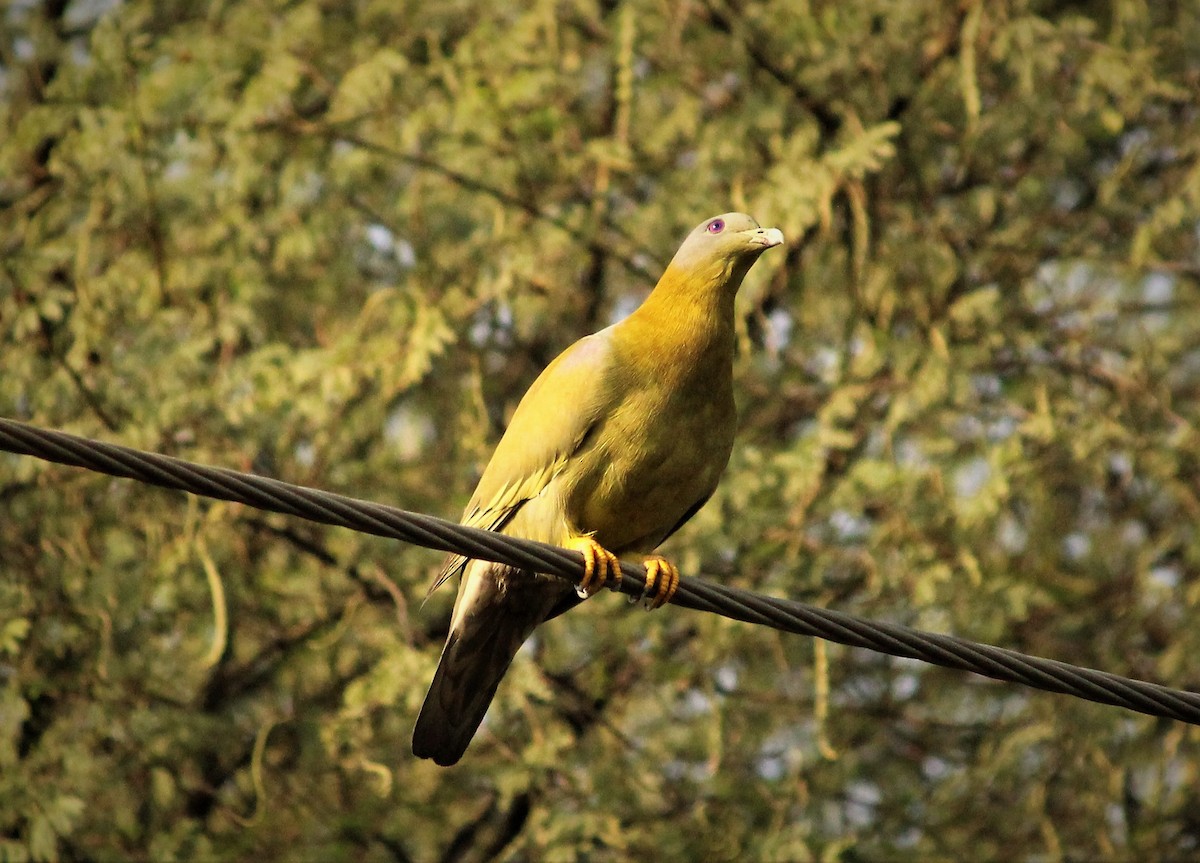 Yellow-footed Green-Pigeon - kautuk kamboj