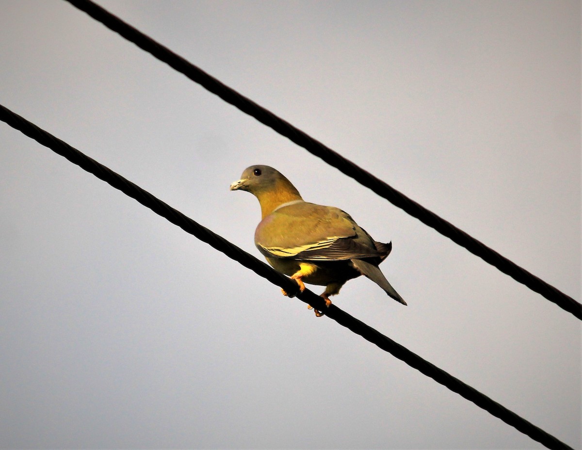 Yellow-footed Green-Pigeon - kautuk kamboj