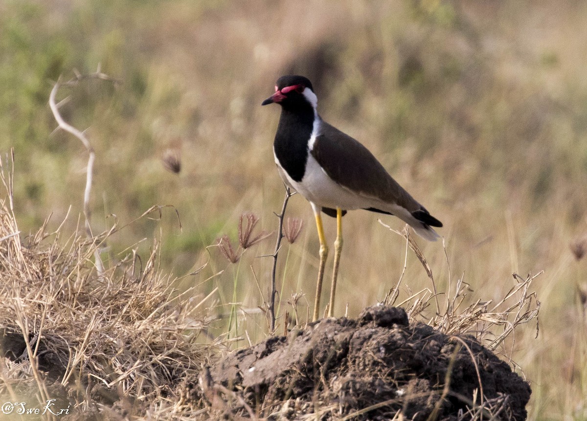 Red-wattled Lapwing - Swetha Krishna