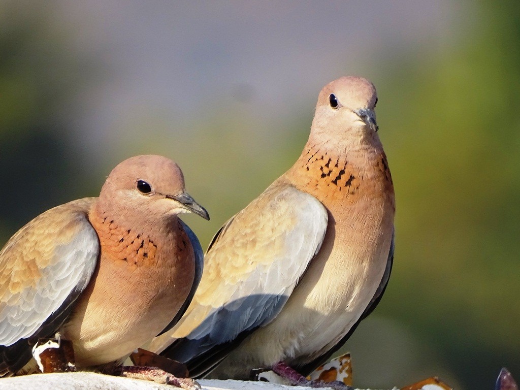 Laughing Dove - ML88318201