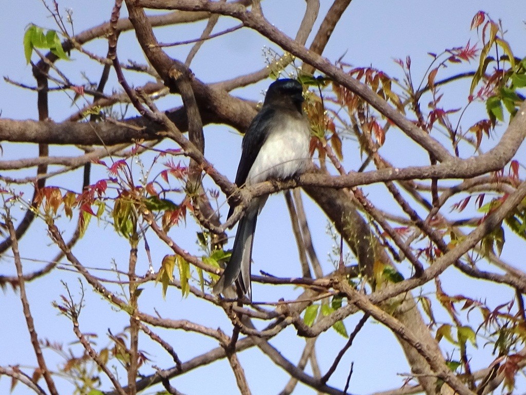 hvitbukdrongo - ML88318211