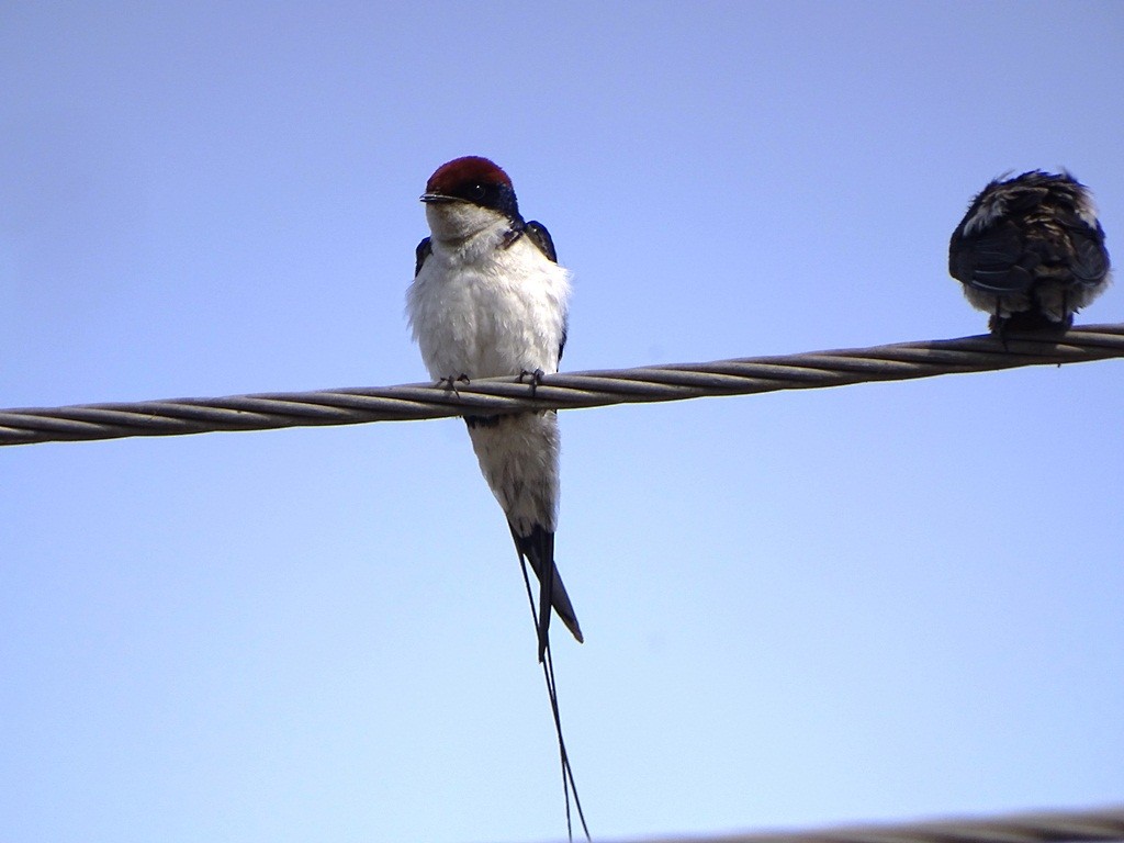 Wire-tailed Swallow - ML88318241