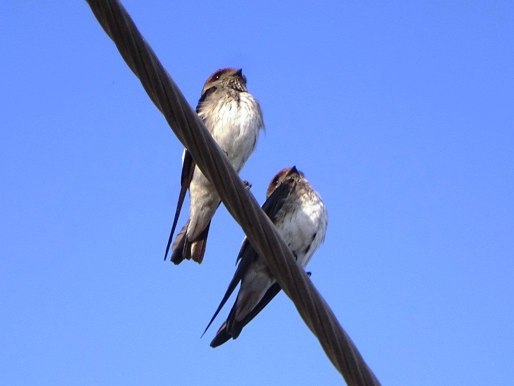 Wire-tailed Swallow - ML88318261