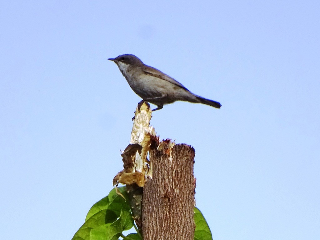 Lesser Whitethroat (Lesser) - Sreekumar Chirukandoth