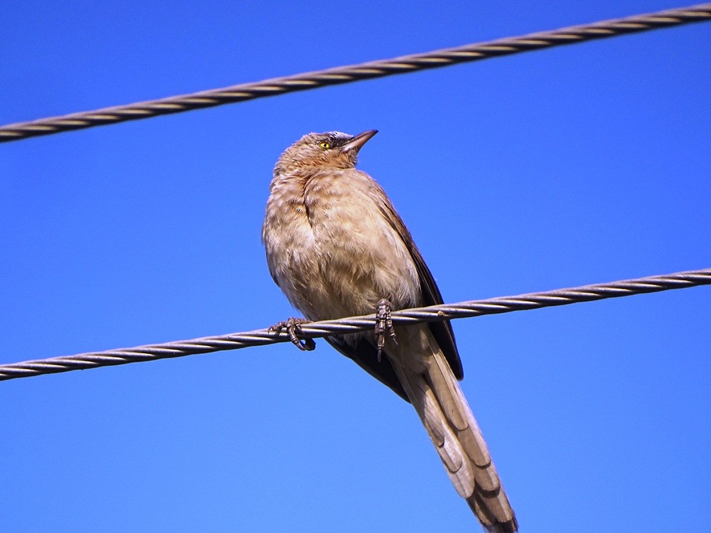 Large Gray Babbler - ML88318361