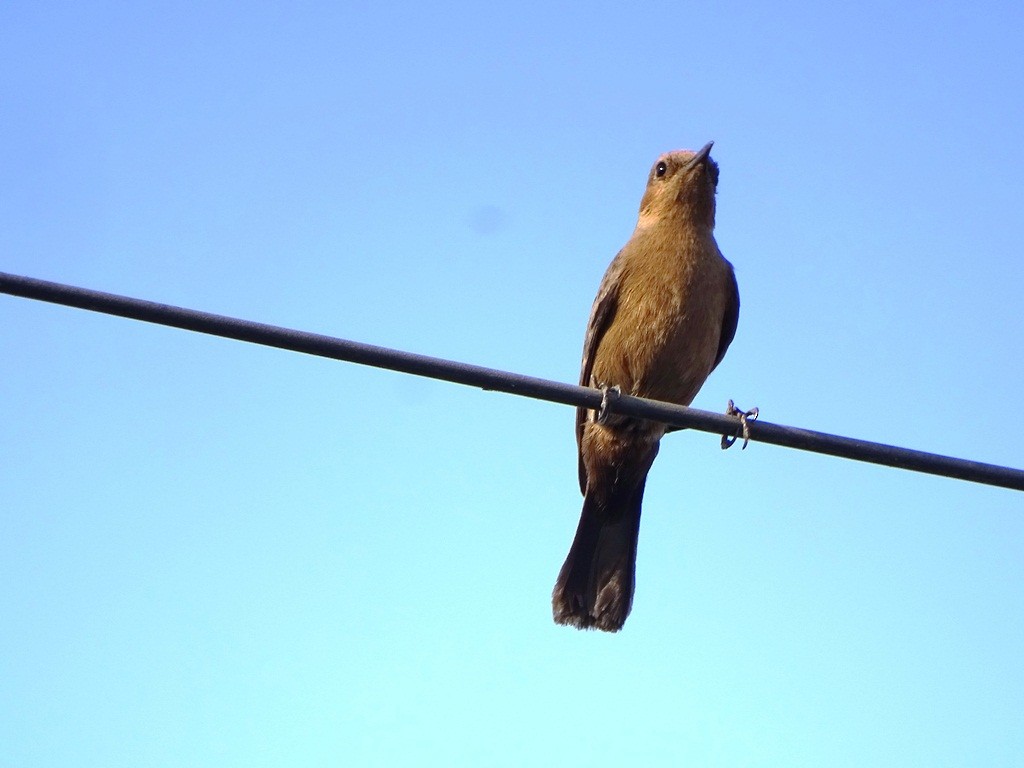 Brown Rock Chat - ML88318381