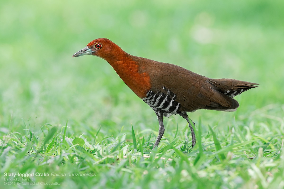Slaty-legged Crake - Natthaphat Chotjuckdikul