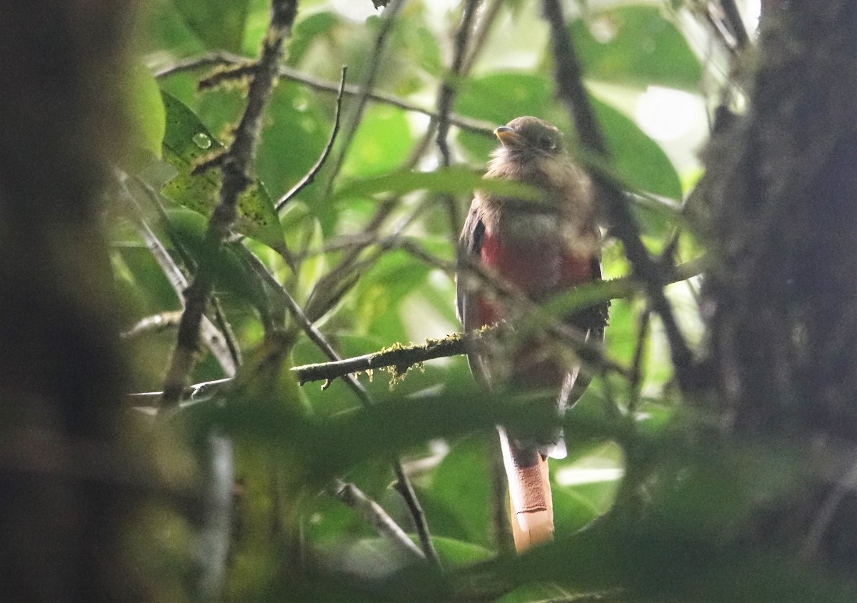 Collared Trogon - ML88319841