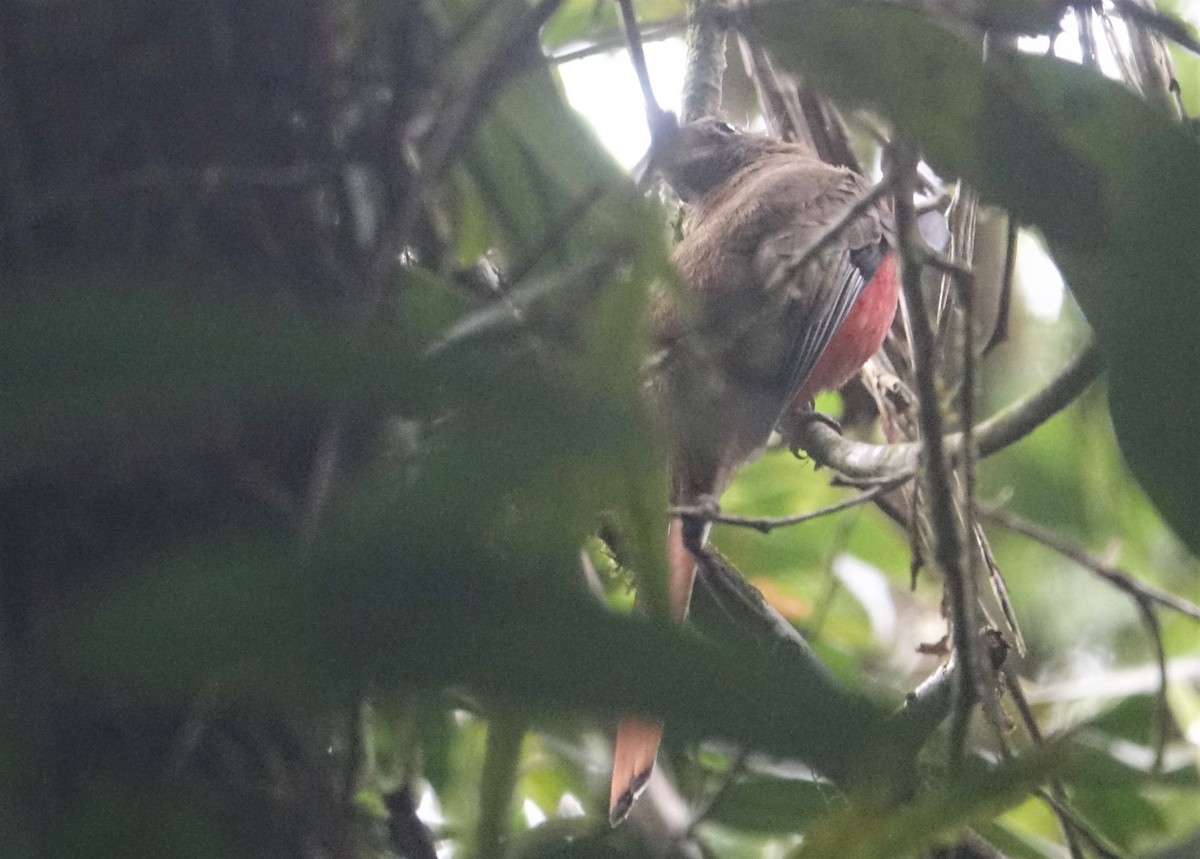 Collared Trogon - ML88319901