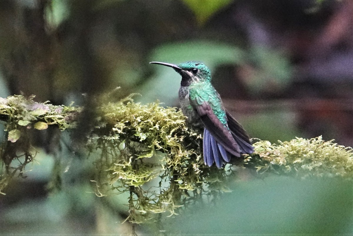 kolibřík zelenoprsý - ML88319971