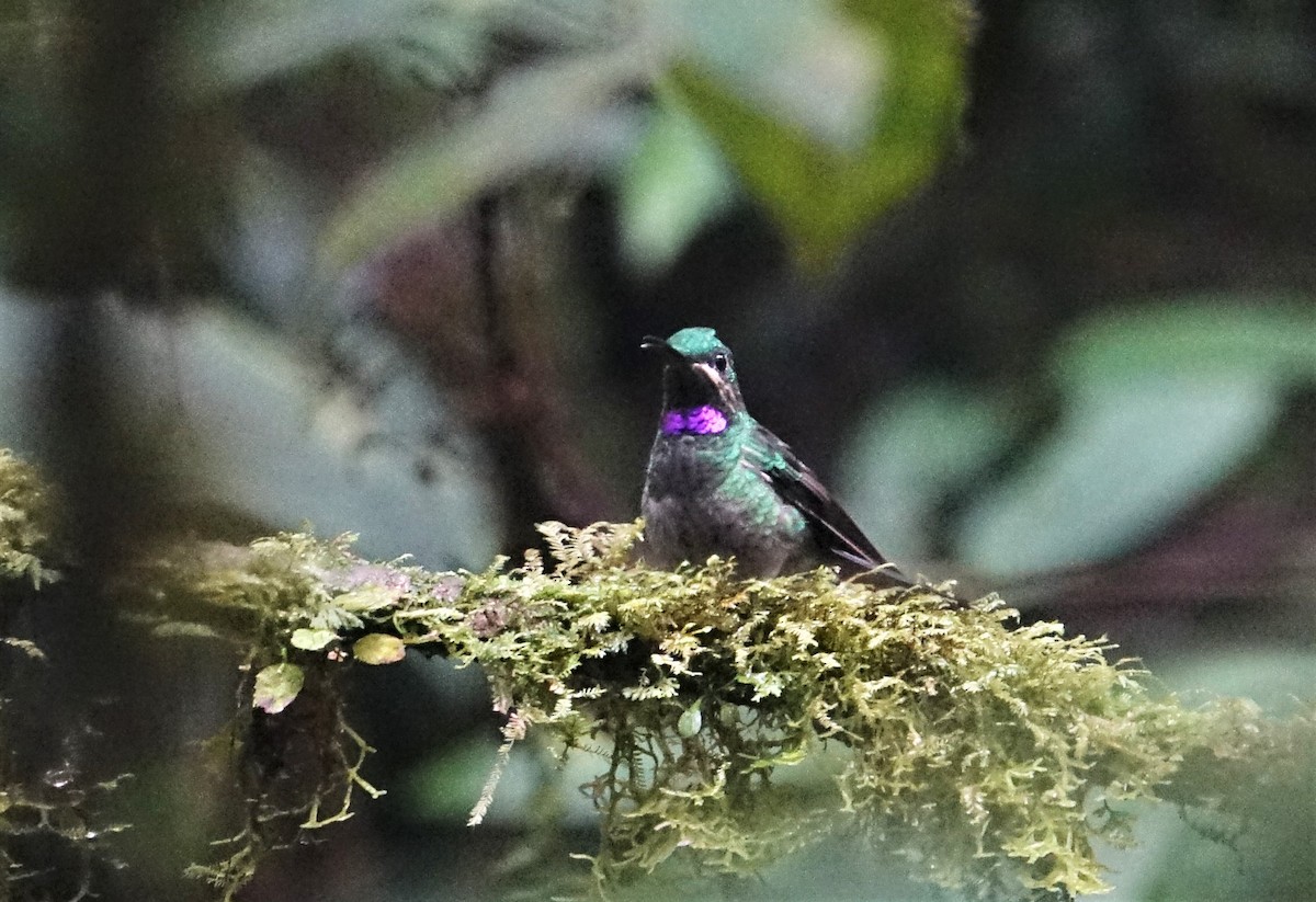 kolibřík zelenoprsý - ML88320101