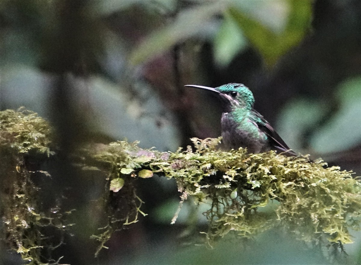 kolibřík zelenoprsý - ML88320111