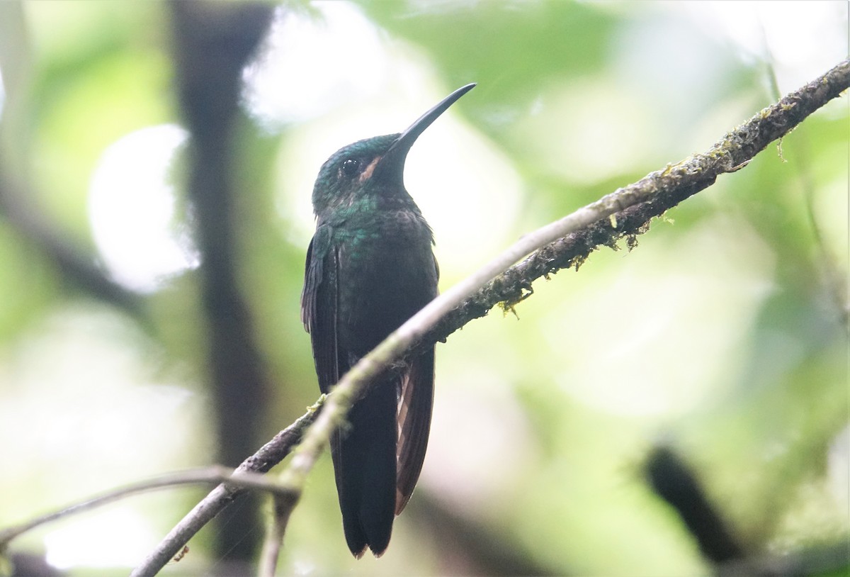 Black-throated Brilliant - ML88320161