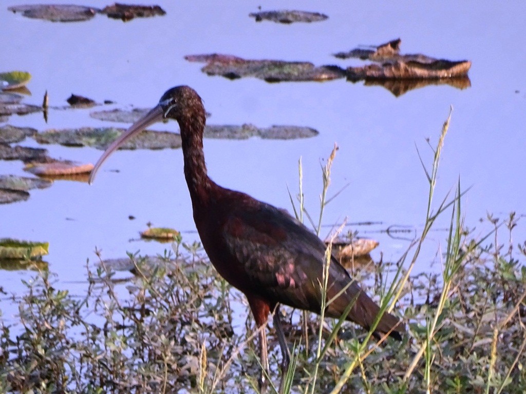 Glossy Ibis - ML88320181