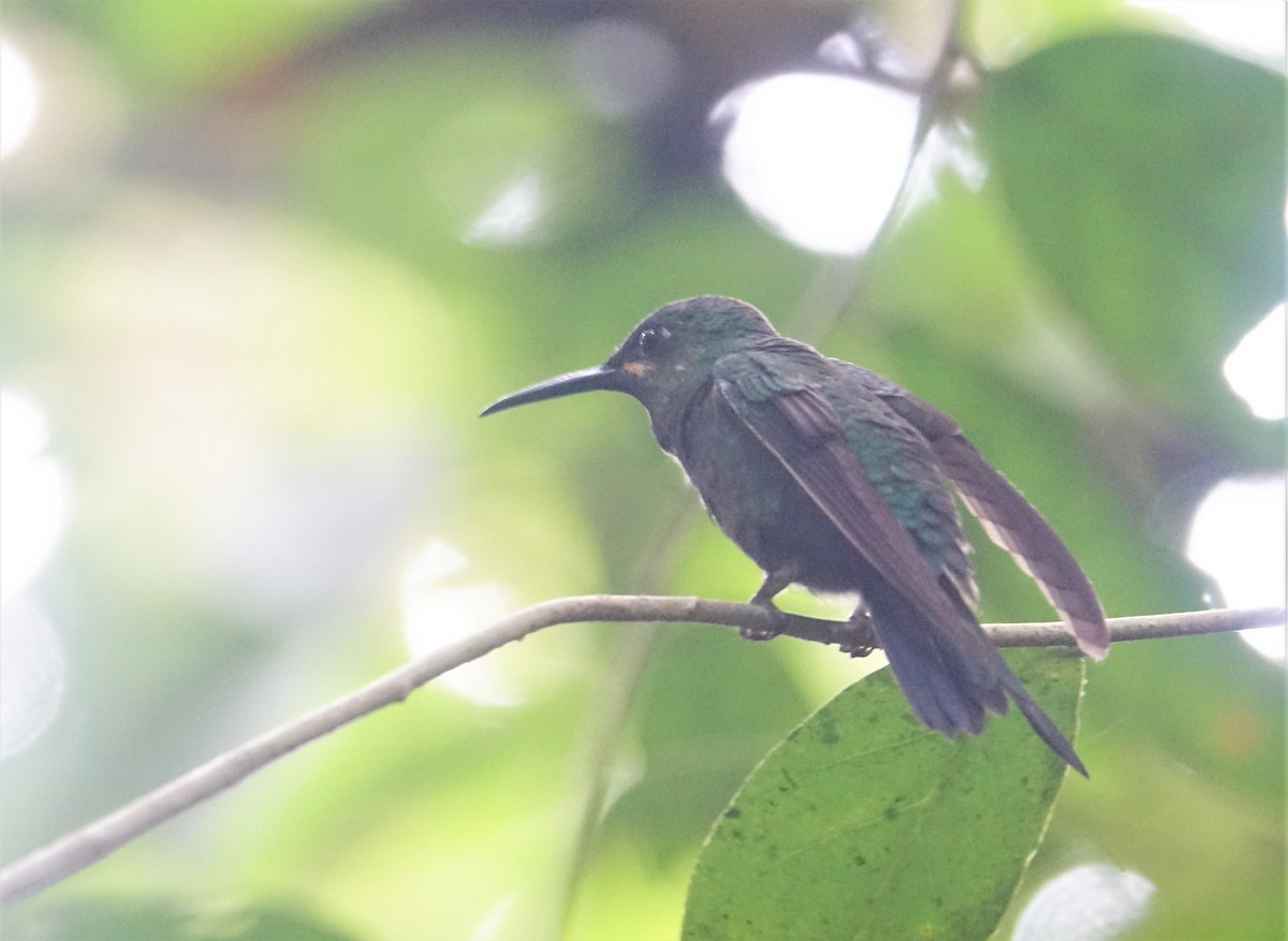 kolibřík zelenoprsý - ML88320191