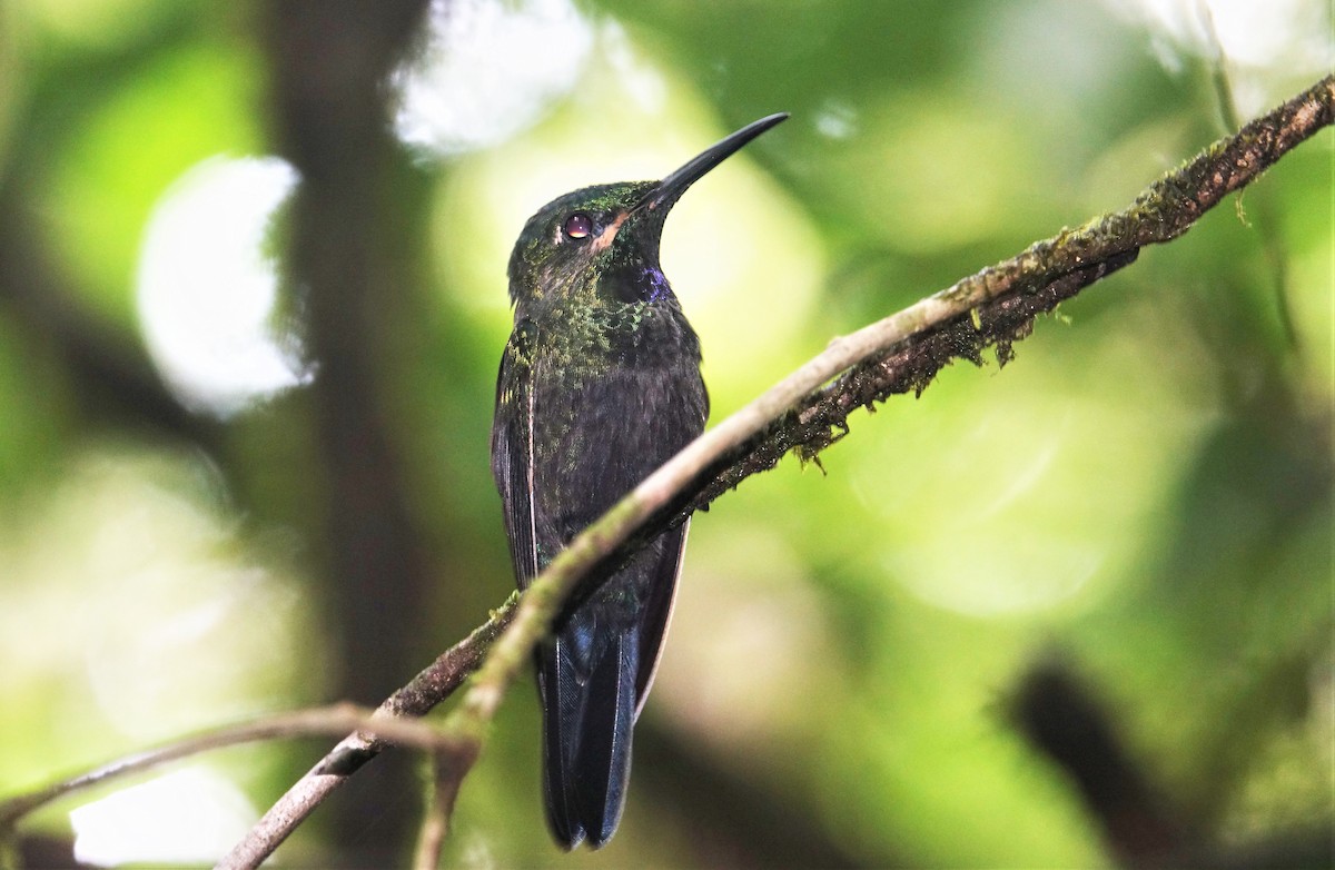 kolibřík zelenoprsý - ML88320251