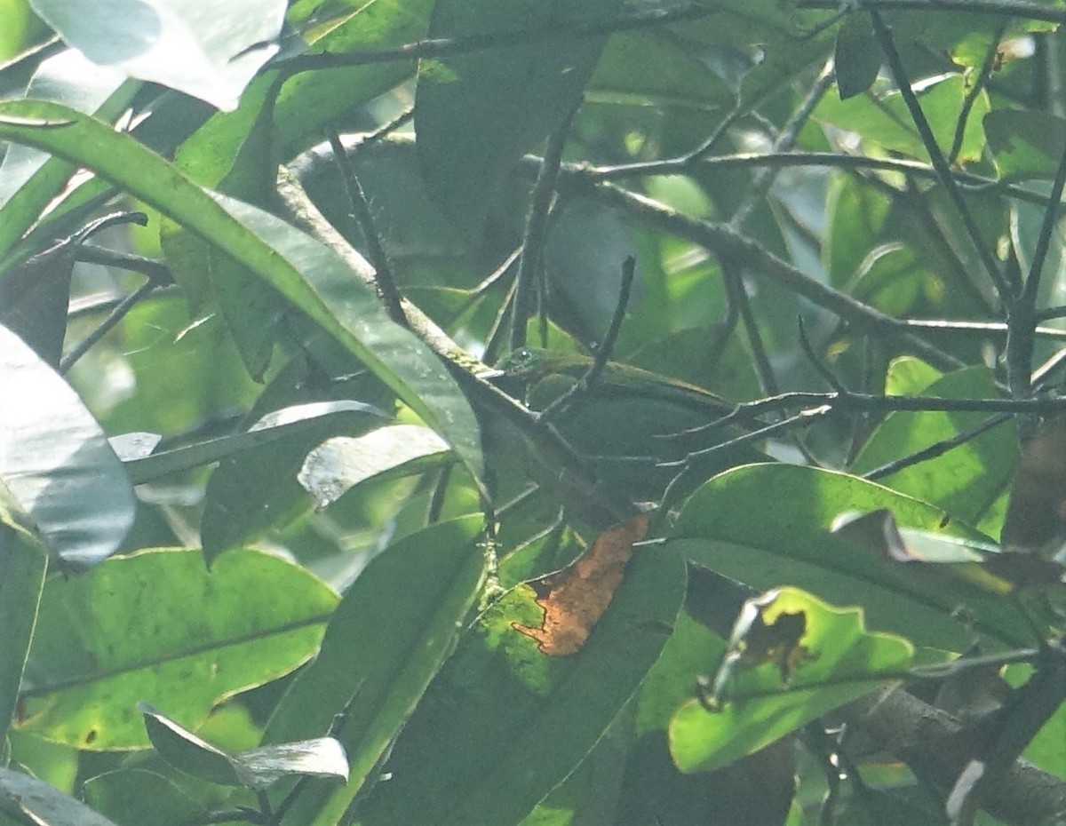 Orange-eared Tanager - ML88320391