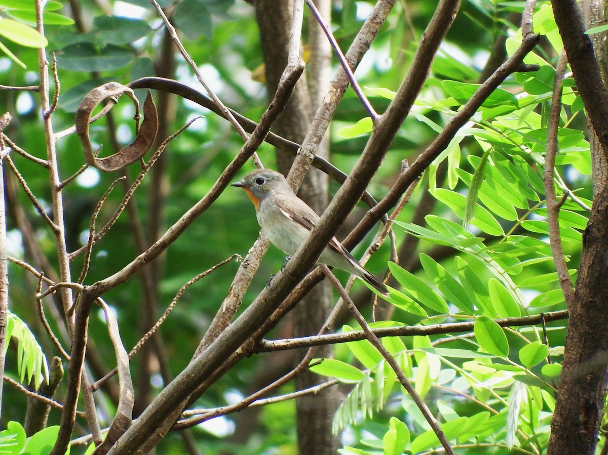 Taiga Flycatcher - ML88320471