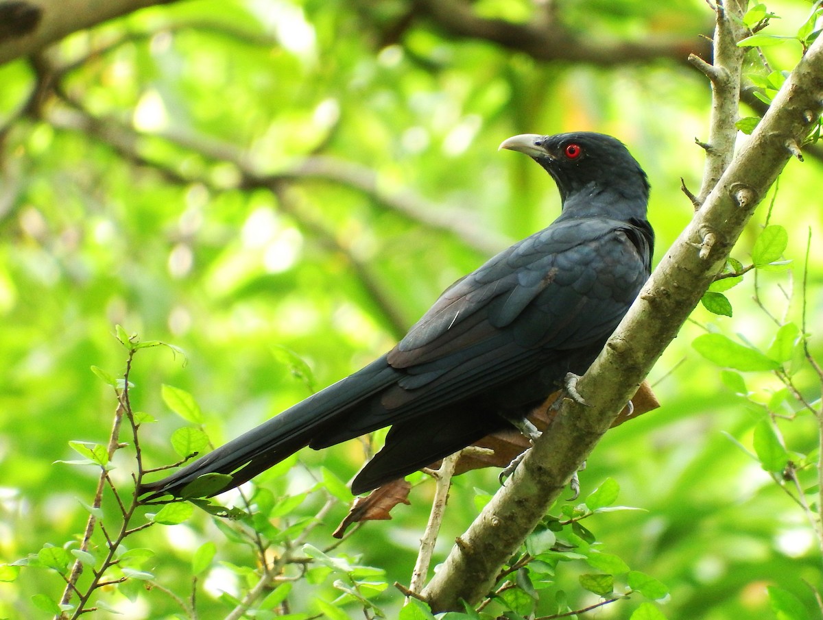 Asian Koel - ML88320481