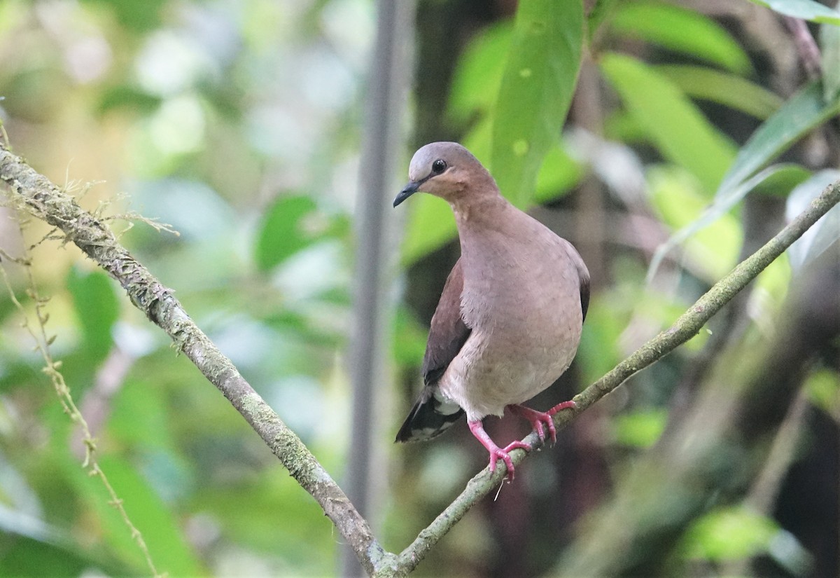 Colombe à front gris - ML88320641