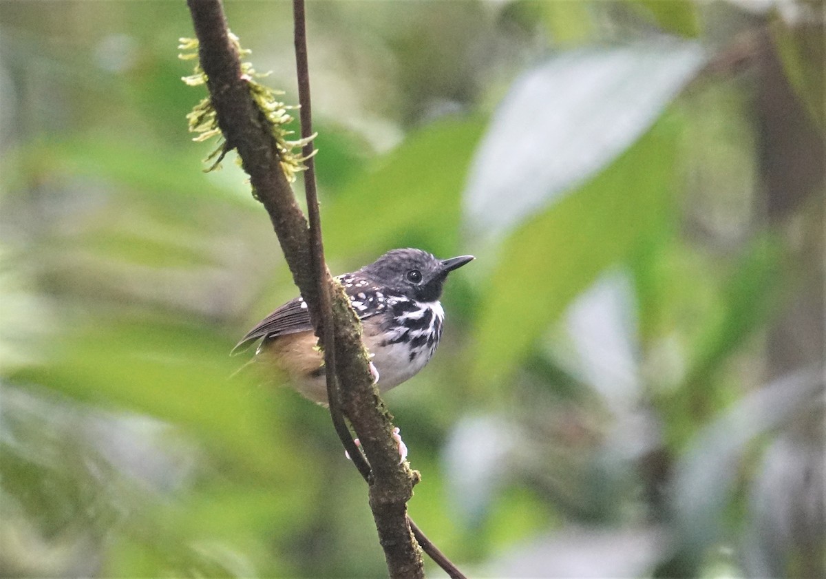 Spot-backed Antbird - ML88320791