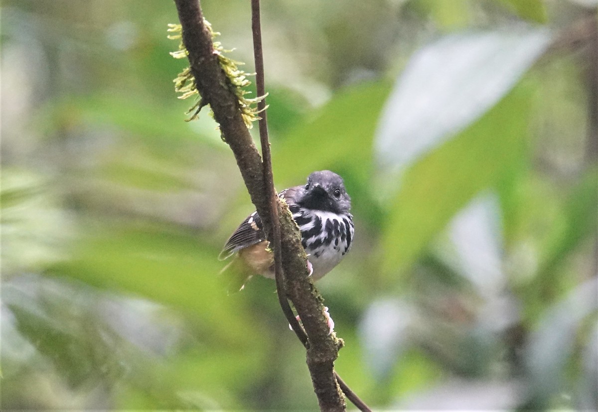 Spot-backed Antbird - ML88320881