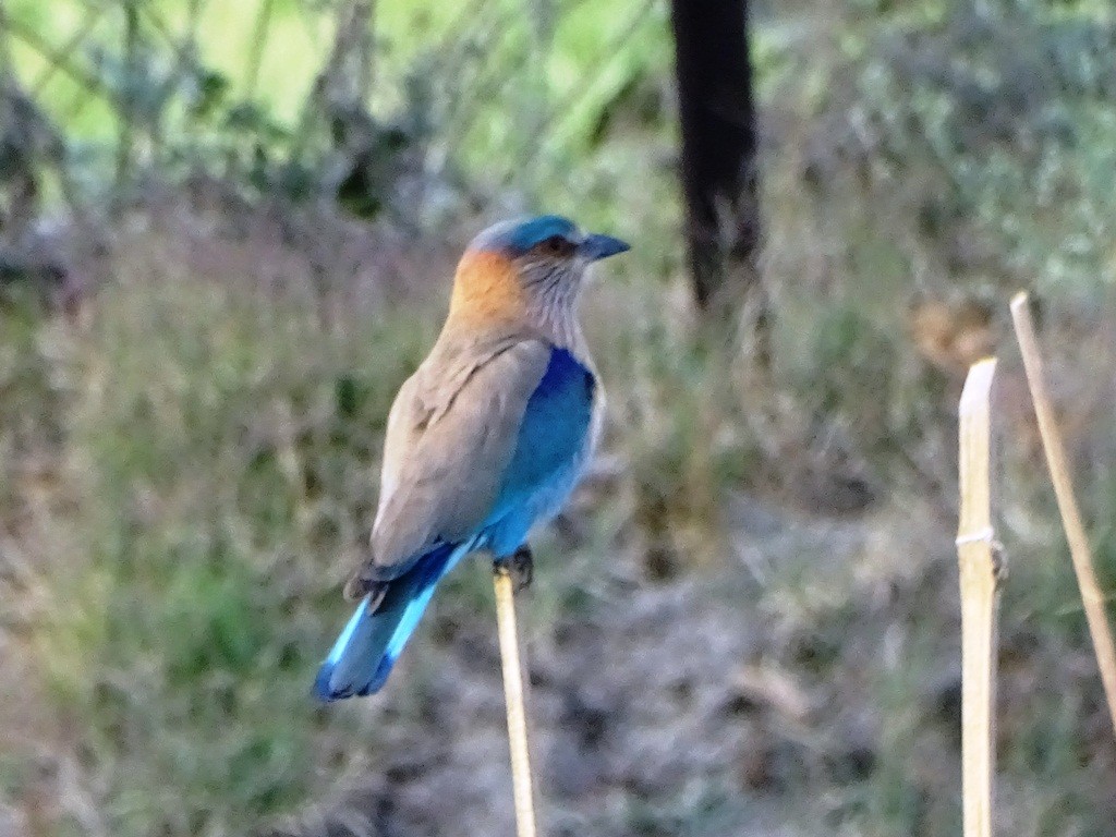 Indian Roller - ML88320961