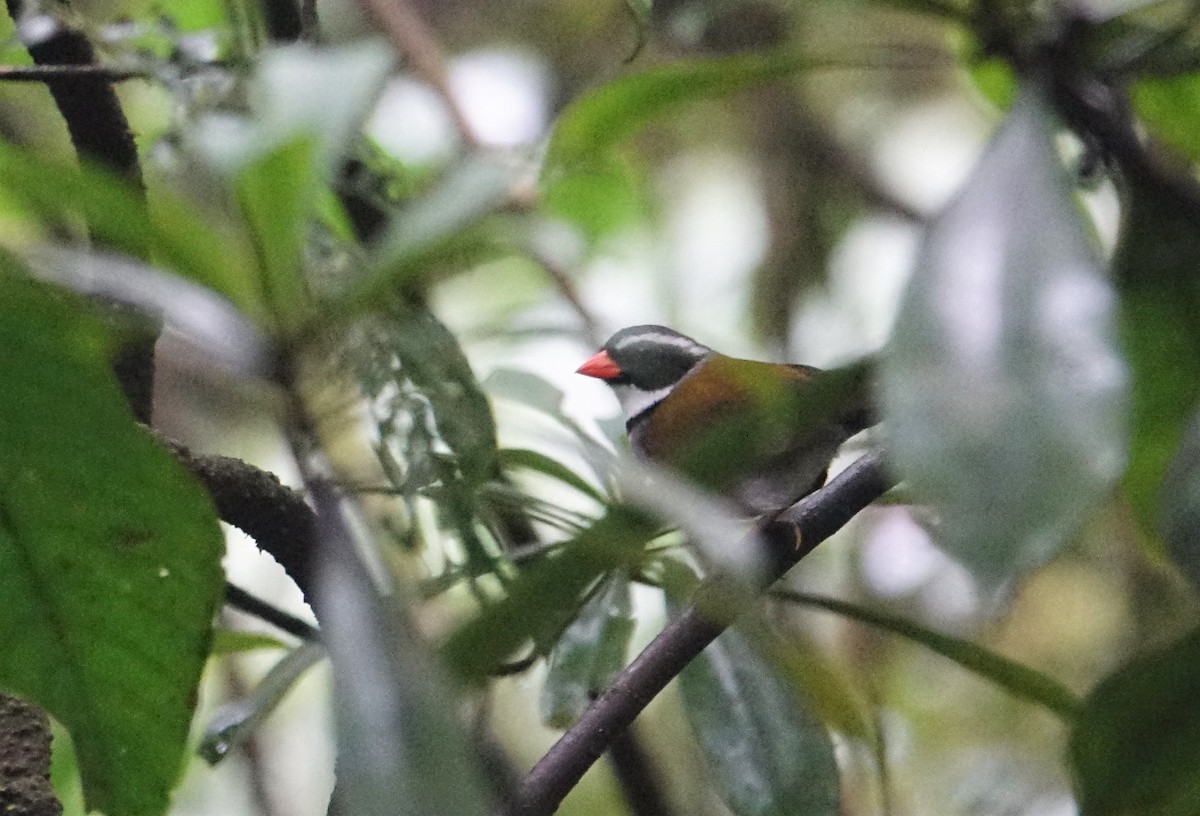 Orange-billed Sparrow - ML88321011