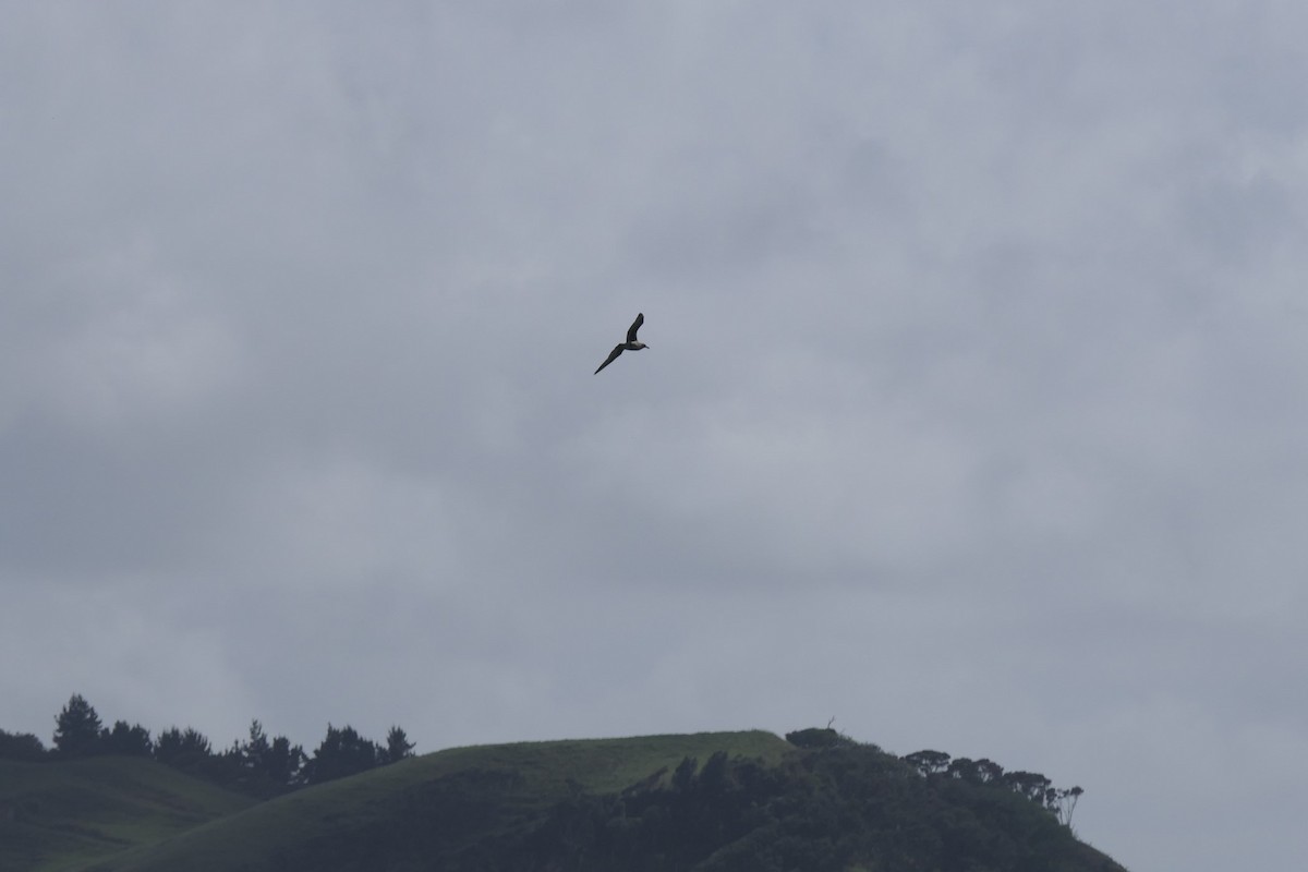 Parasitic Jaeger - Jim Kirker