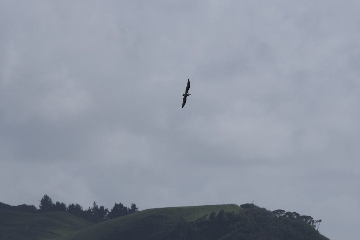 Parasitic Jaeger - ML88321711