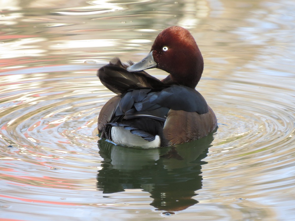 Ferruginous Duck - ML88321751