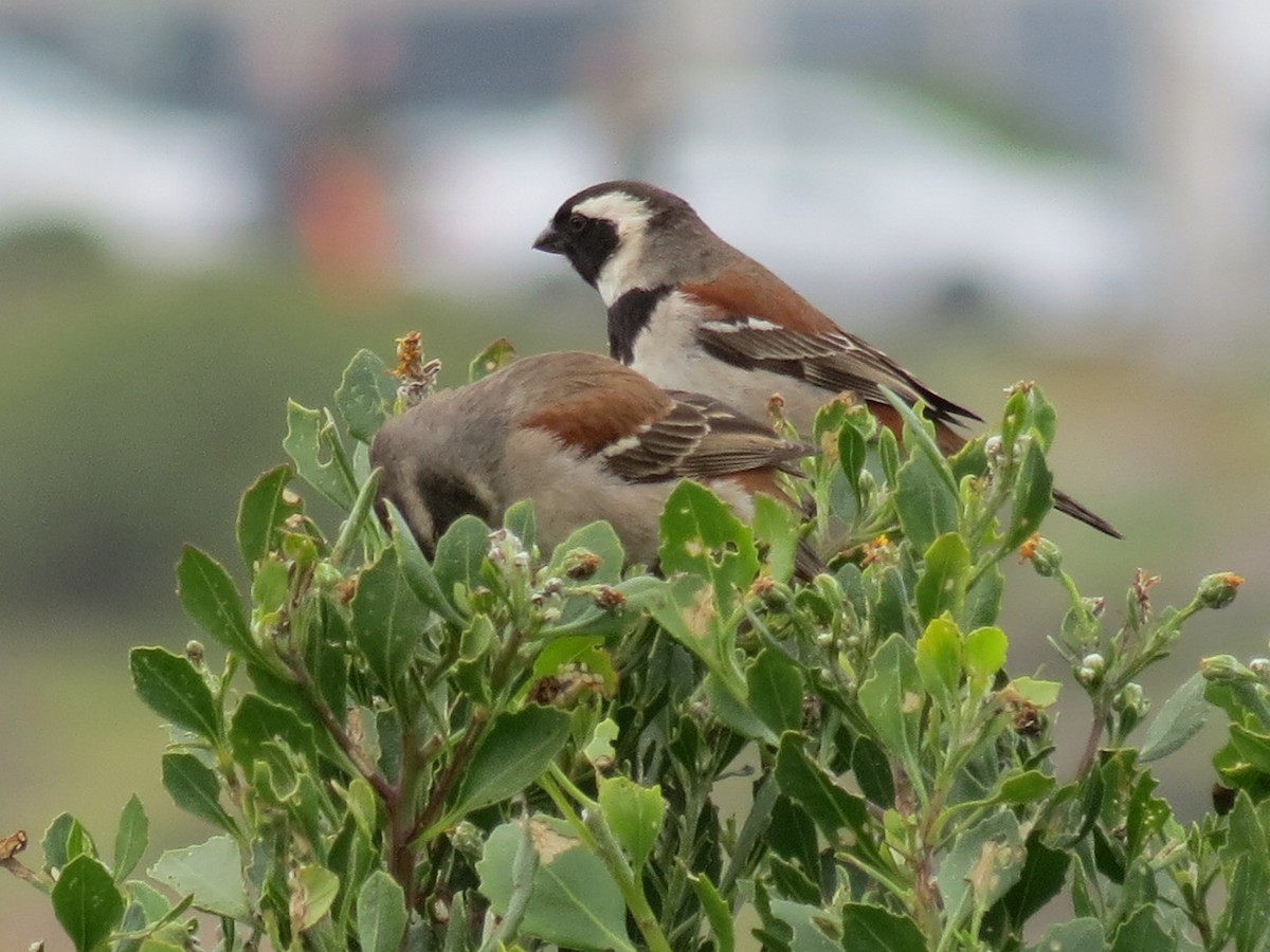 Cape Sparrow - ML88321761