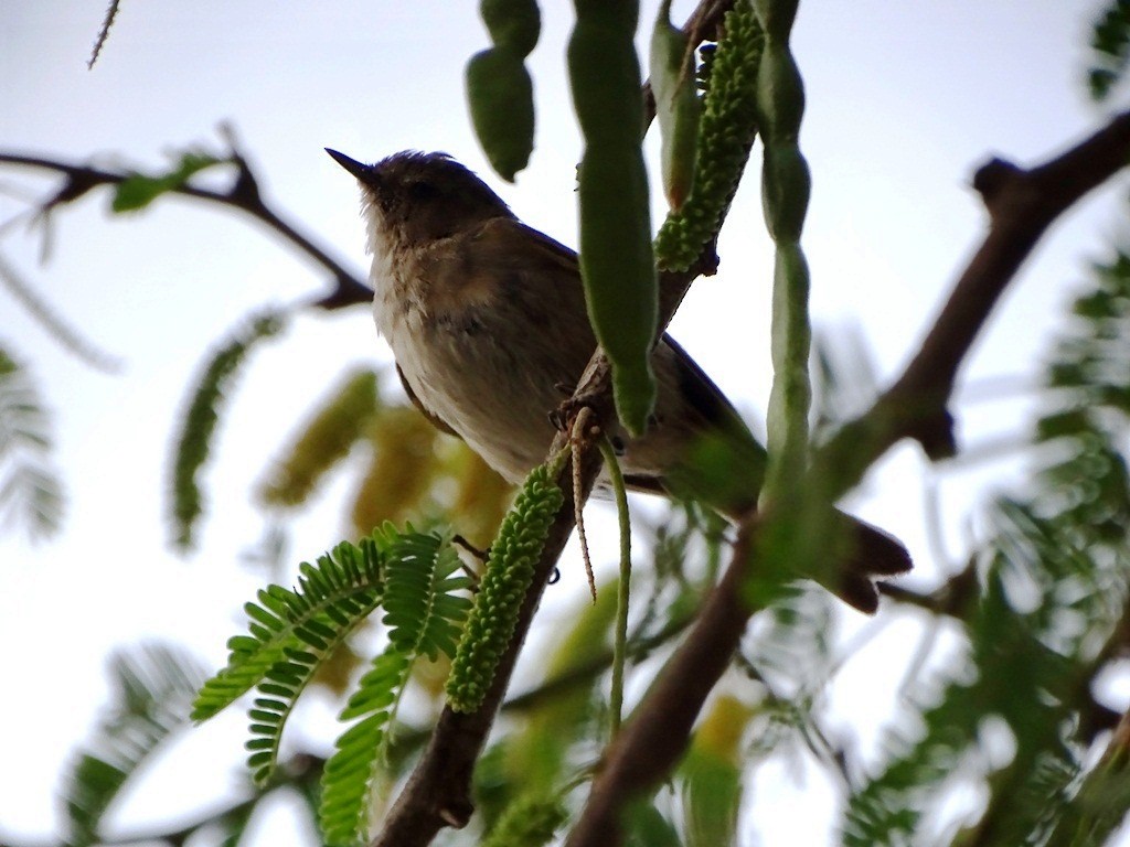 Common Chiffchaff - Sreekumar Chirukandoth