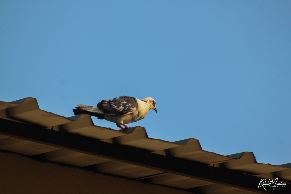 Сизый голубь (Одомашненного типа) - ML88324111