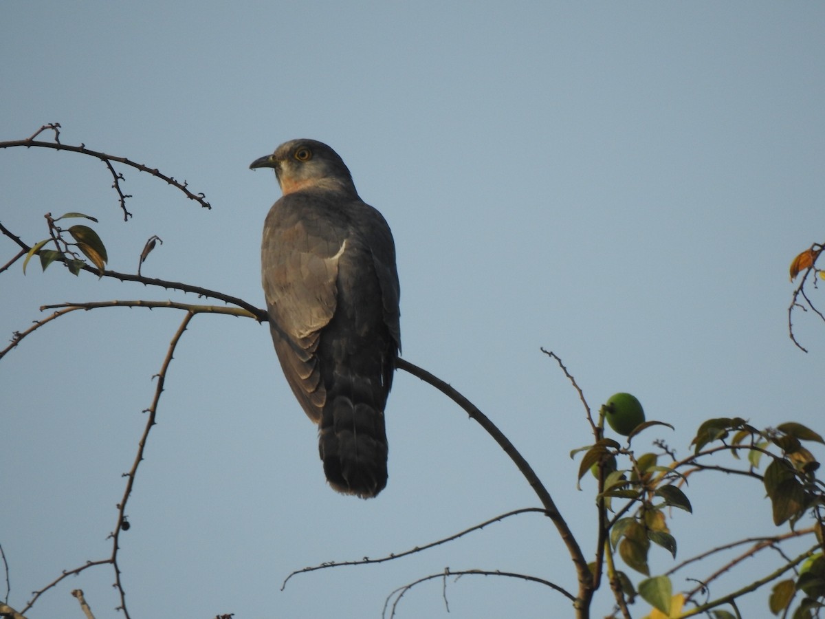 Common Hawk-Cuckoo - ML88324451
