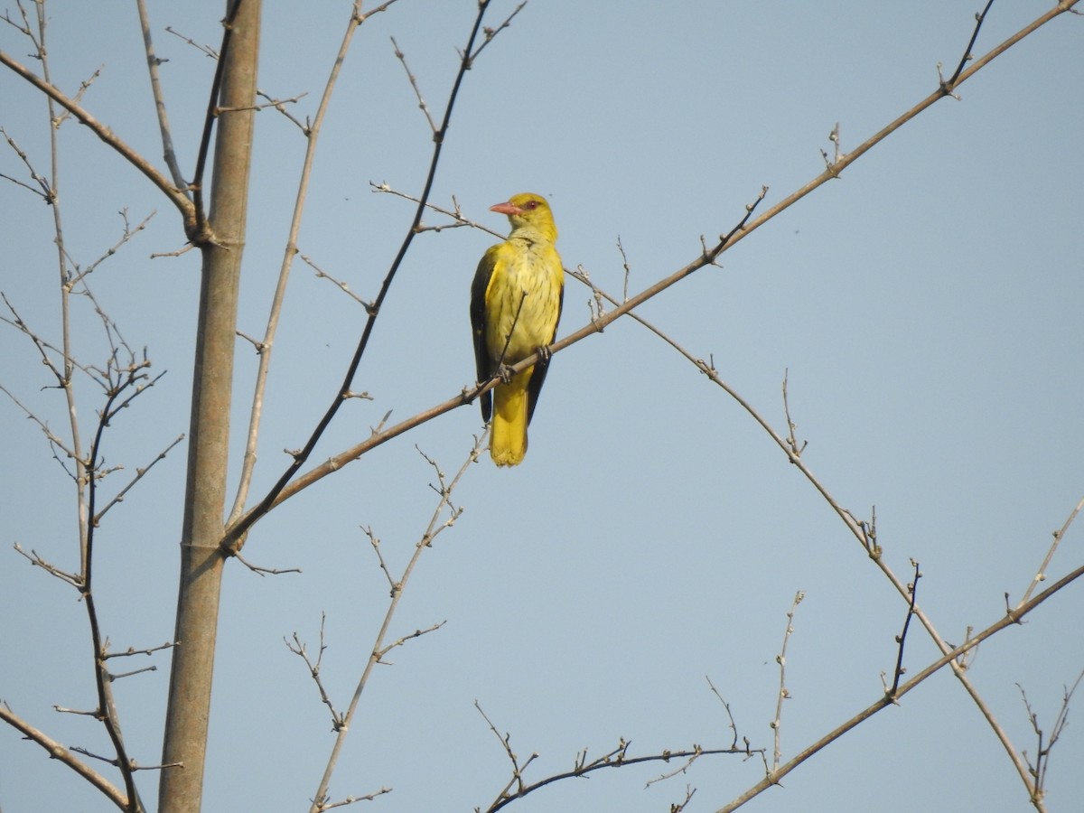 Indian Golden Oriole - ML88324511