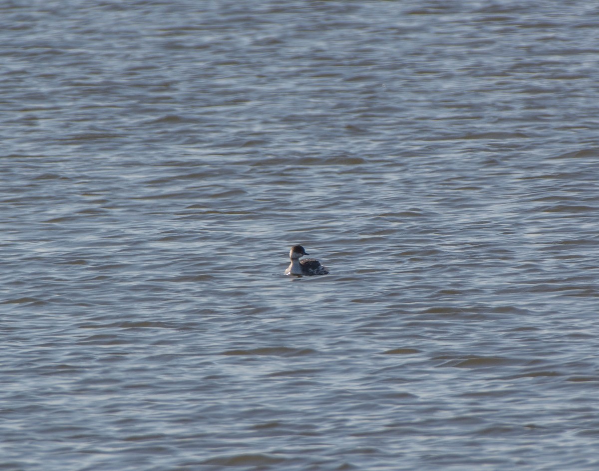 Пірникоза червоношия - ML88324991