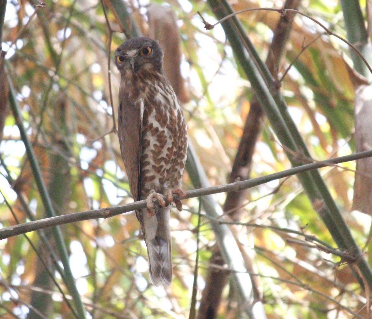 Brown Boobook - ML88325081