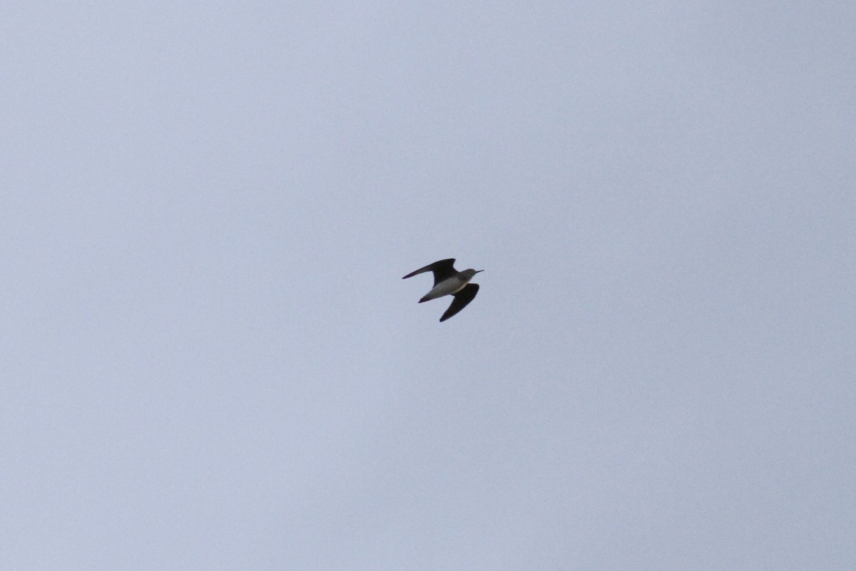 Solitary Sandpiper - ML88326501