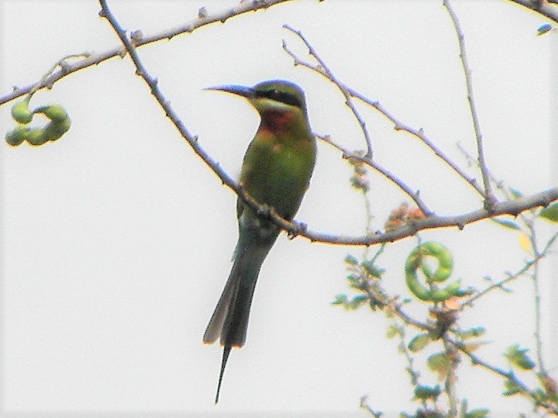 Asian Green Bee-eater - Devendra Bhave