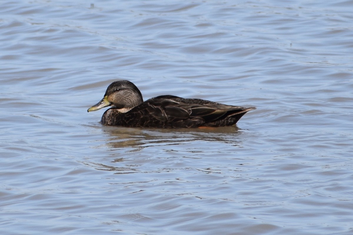 American Black Duck - ML88327711