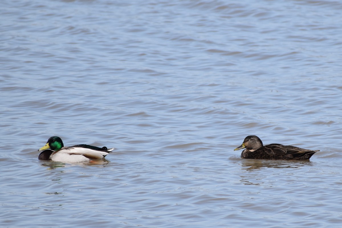 American Black Duck - ML88327721