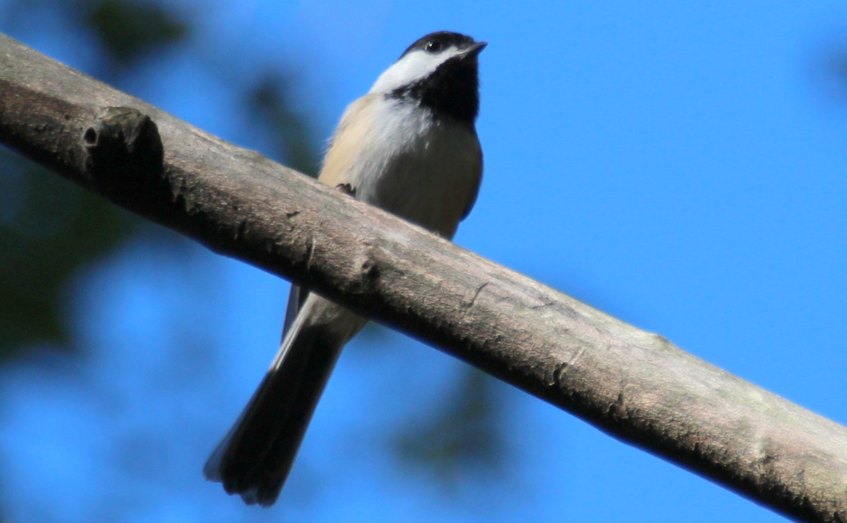 Black-capped Chickadee - Gary Leavens