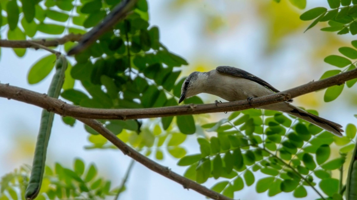 Fahlbürzel-Mennigvogel - ML88328091