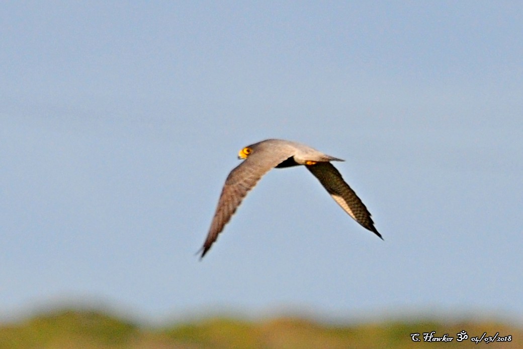 Peregrine Falcon - ML88328451