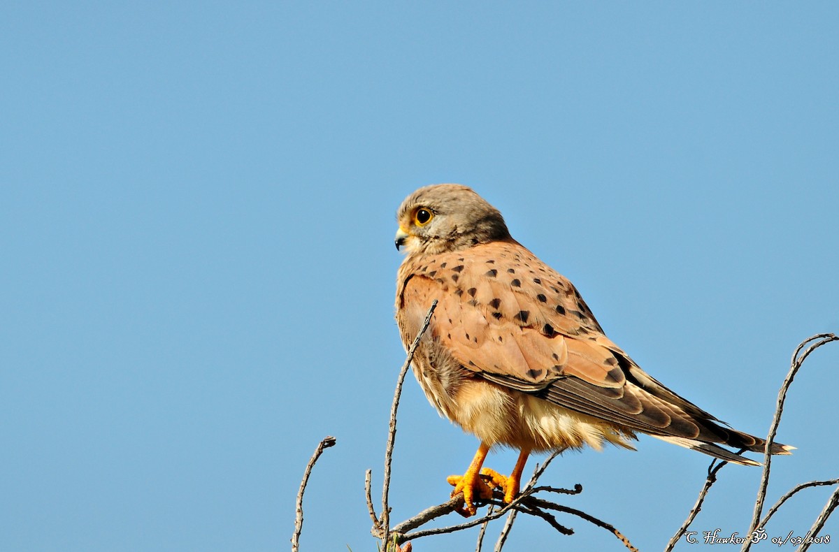 Eurasian Kestrel - ML88328481