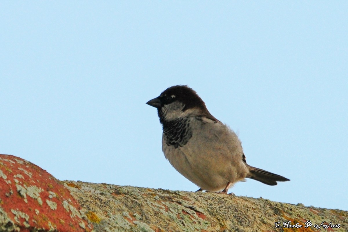 Moineau domestique - ML88328591